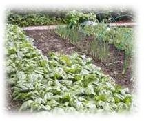 Epinards au potager