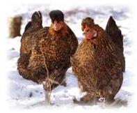 Les poules