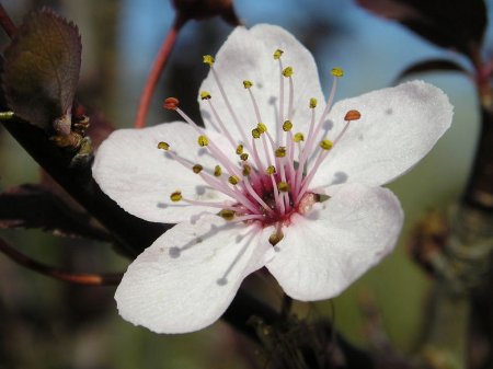 Fleur de prunier myrobalan (Prunus cerasifera)