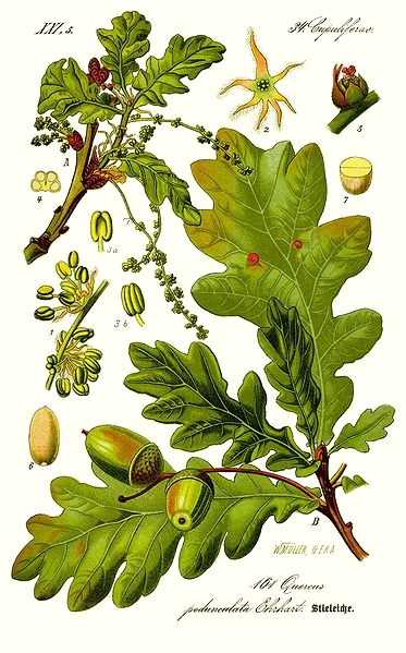 Le ch�ne (Quercus robur)