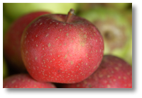 Une pomme reinette �toil�e