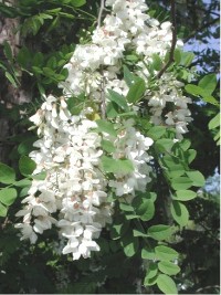 Robinier faux acacia