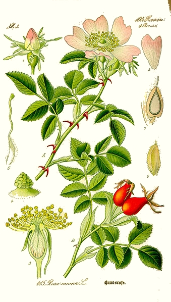 L'églantier (Rosa canina) L'églantier (Rosa canina)