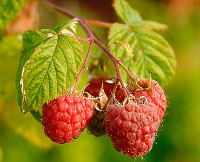 Framboisier - Rubus idaeus
