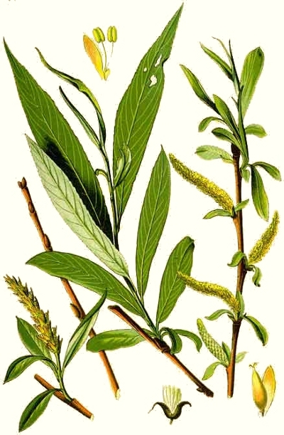 Le saule dor�