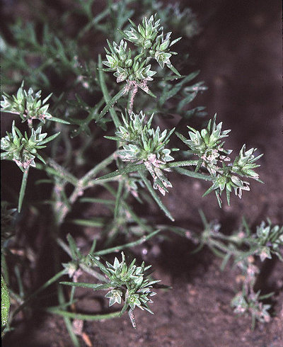 Scleranthus (Scleranthus annuus) Scleranthus (Scleranthus annuus)