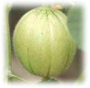 Des melons dans la serre