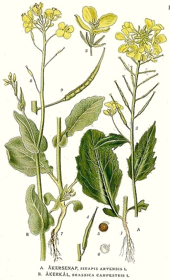 La moutarde des champs (Sinapis arvensis) La moutarde des champs (Sinapis arvensis)