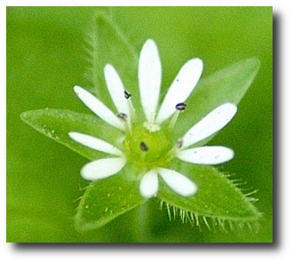 La fleur du mouron blanc La fleur du mouron blanc