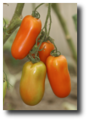 Tomates en grappes