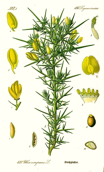 L'ajonc europ�en (Ulex europaeus)