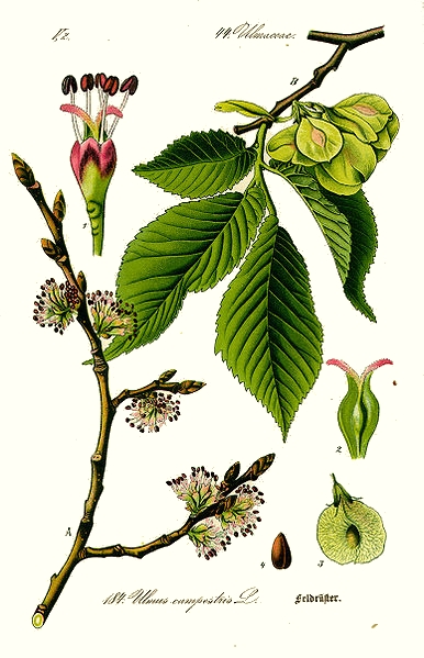 Orme (Ulmus procera)