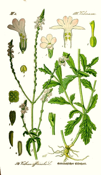 La verveine (Verbena officinalis) La verveine (Verbena officinalis)