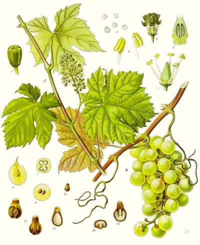 La vigne (Vitis vinifera) La vigne (Vitis vinifera)