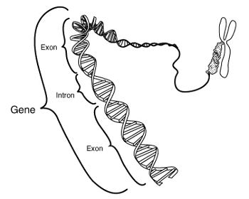 Un gène: exon et intron Un gène: exon et intron