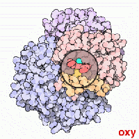 L'h�moglobine
