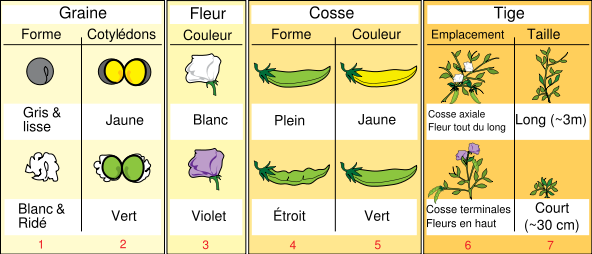 Les phénotypes étudiés par Mendel Les phénotypes étudiés par Mendel