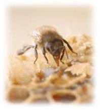Abeille sur son cadre de cire, la langue dans une alv�ole
