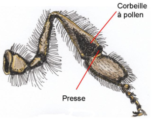 La patte post�rieure d'une abeille ouvri�re - Vue ext�rieure