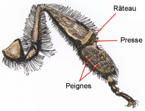 La patte postérieure d'une abeille ouvrière - Vue intérieure La patte postérieure d'une abeille ouvrière - Vue intérieure