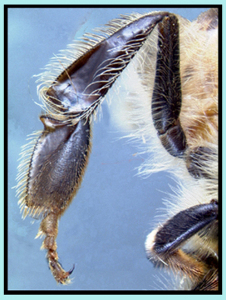 La patte post�rieure d'une abeille ouvri�re - Vue ext�rieure avec la corbeille � pollen