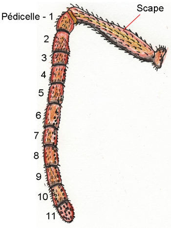 L'antenne de l'abeille