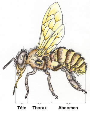Les 3 parties de l'abeille Les 3 parties de l'abeille