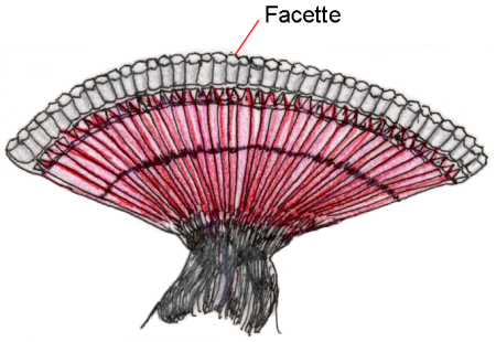 Les facettes d'un oeil composé d'abeille Les facettes d'un oeil composé d'abeille