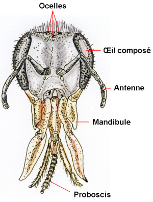La tête de l'abeille La tête de l'abeille
