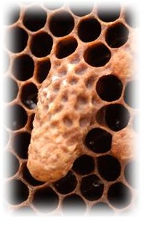 Cellule royale