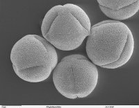 Grain de pollen de ricin
