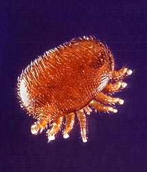 Le varroa